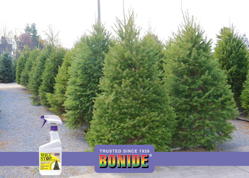 fresh christmas trees and bondie wilt stop spray