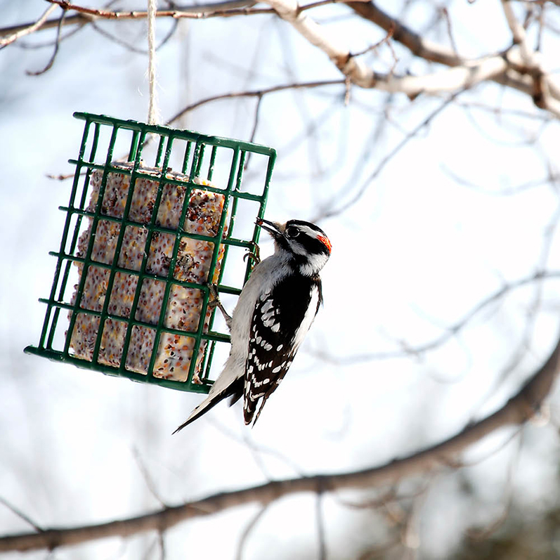 Bird Eating Suet