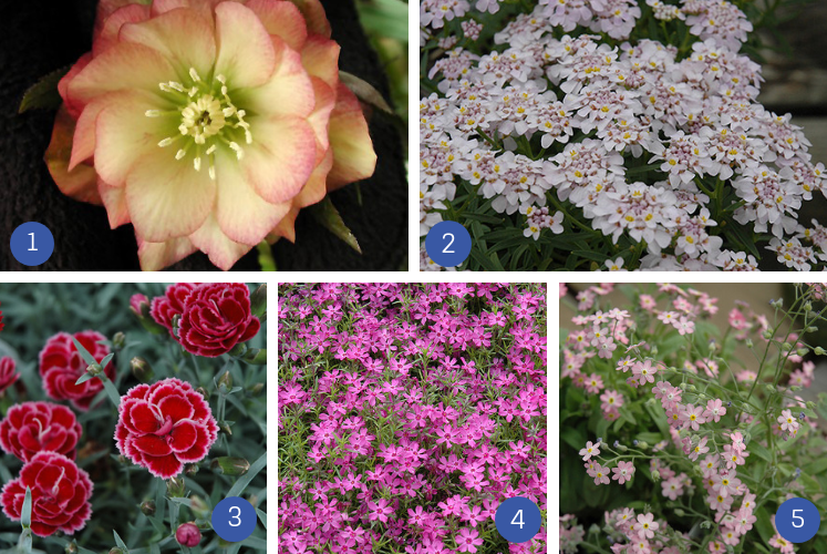 collage of early blooming perennials plants