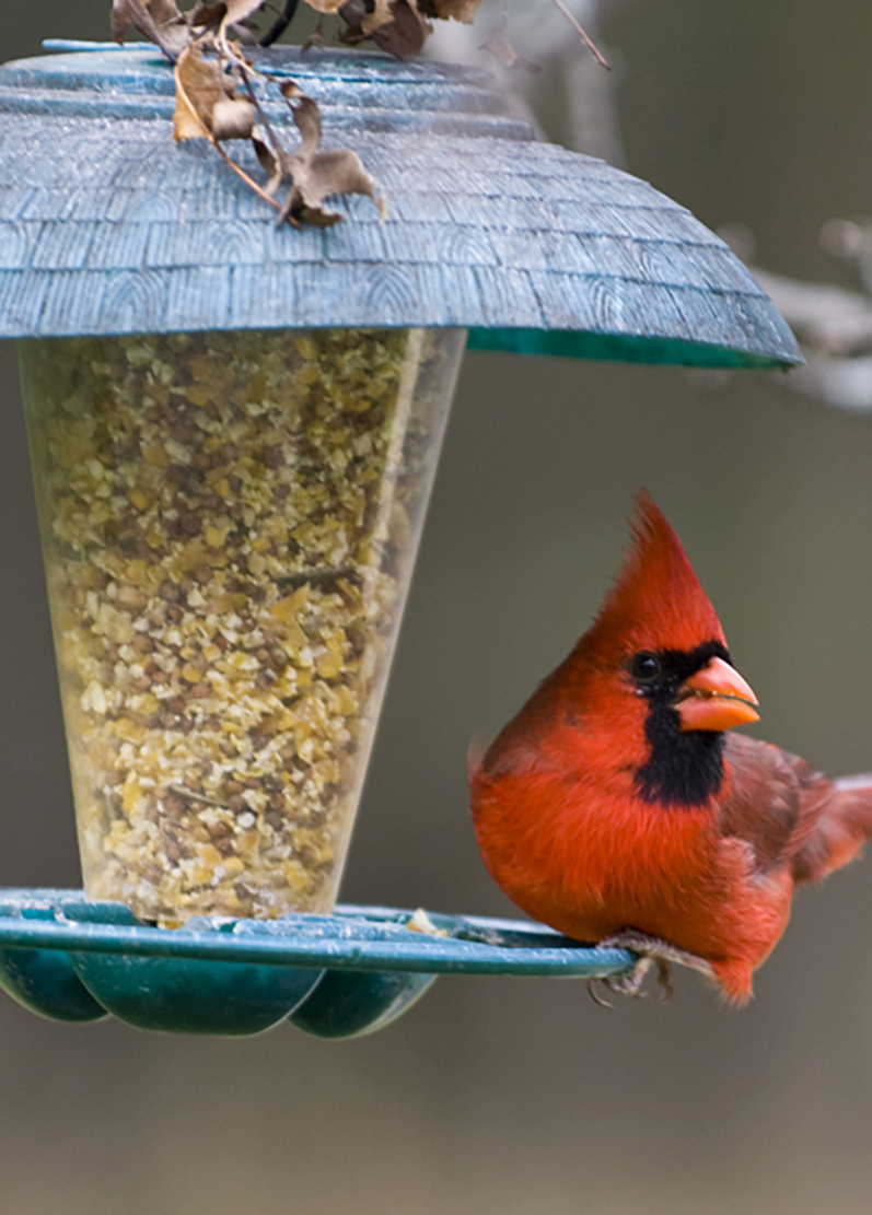 robin on a bird feeder