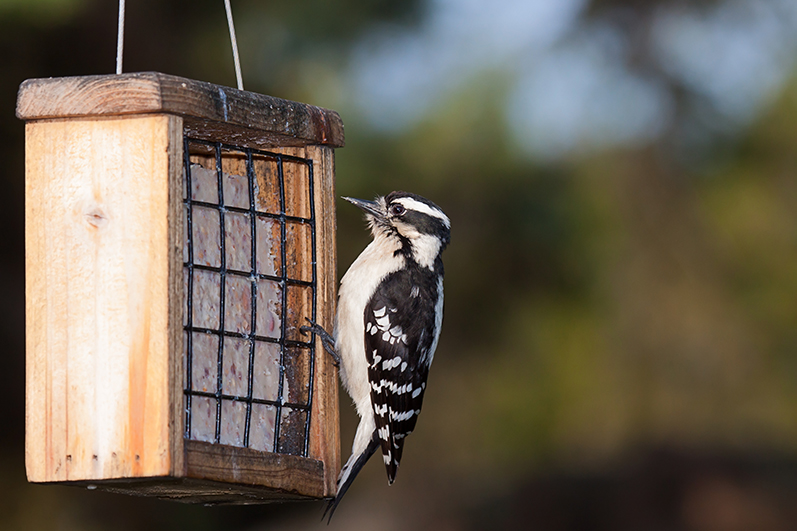 Bird Eating Suet