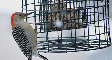 Winter Bird Eating Suet