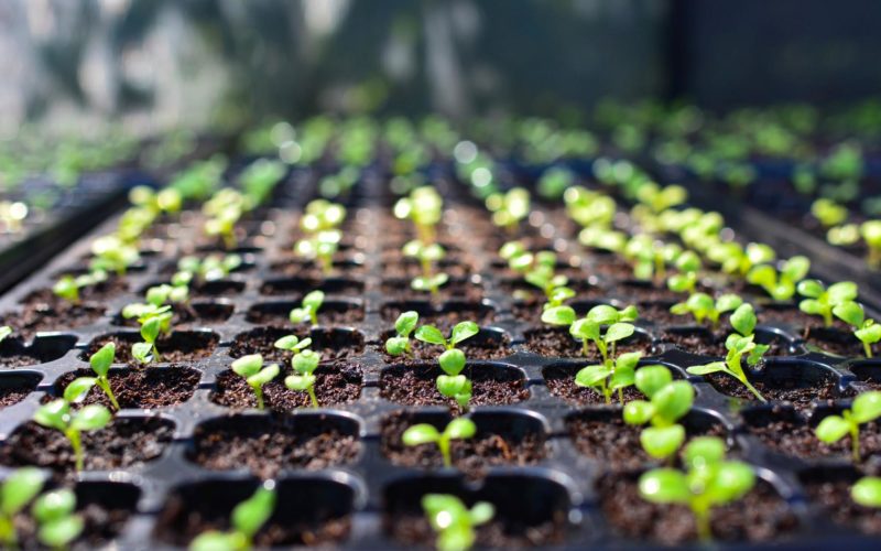 Seed starting in a seed tray