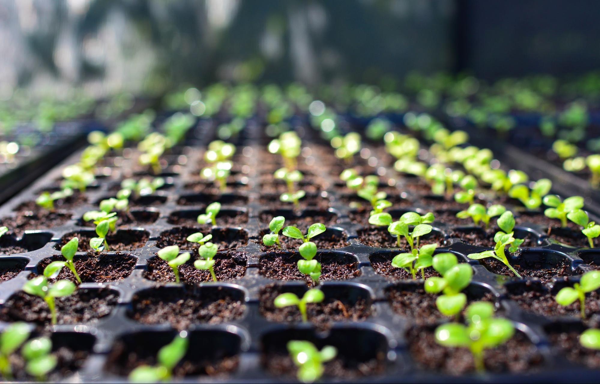 Seed starting in a seed tray