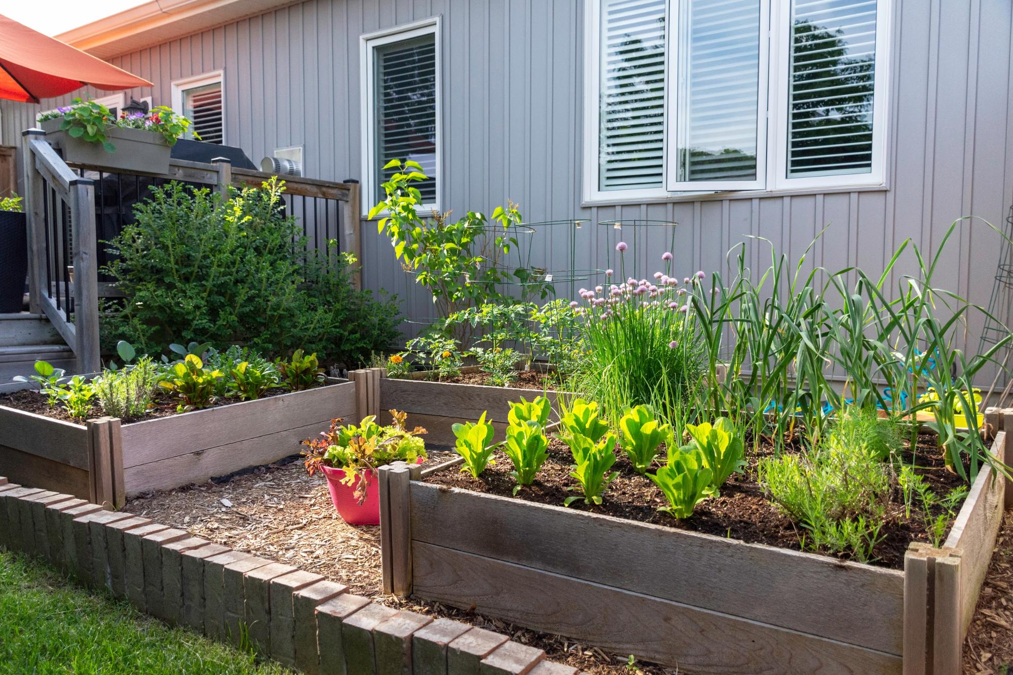 Plants grown from seed starting trays will thrive outside.