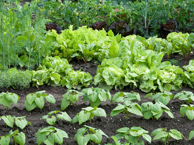 Early Spring Vegetables