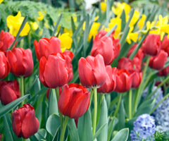 red tulips