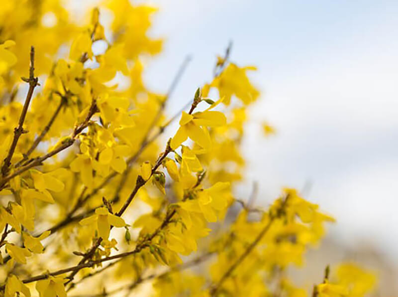 forsythia