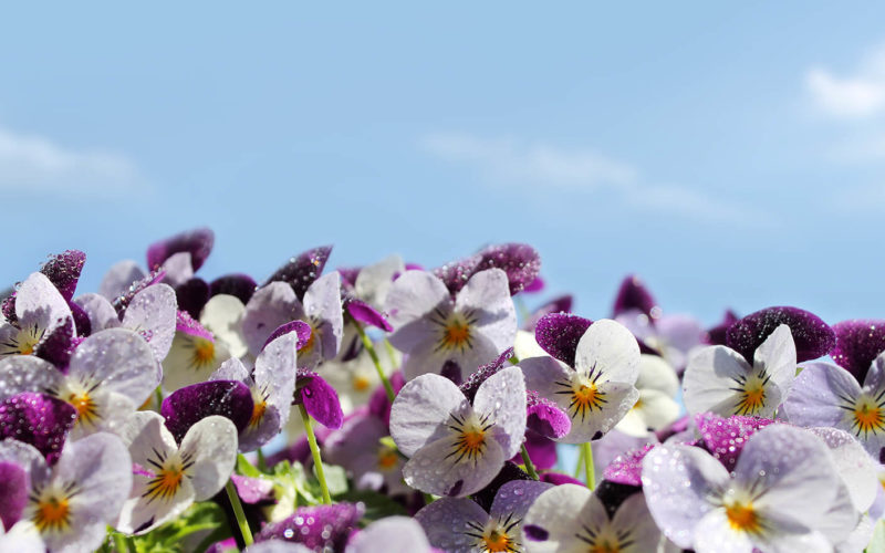 purple pansies