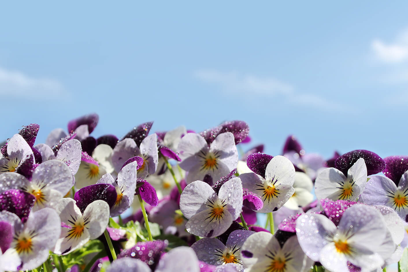 purple pansies