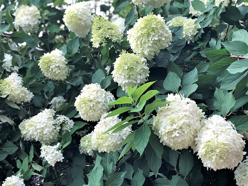 Lemon Lime Hydrangeas