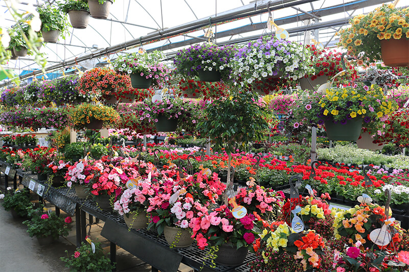 Hanging Basket Sea