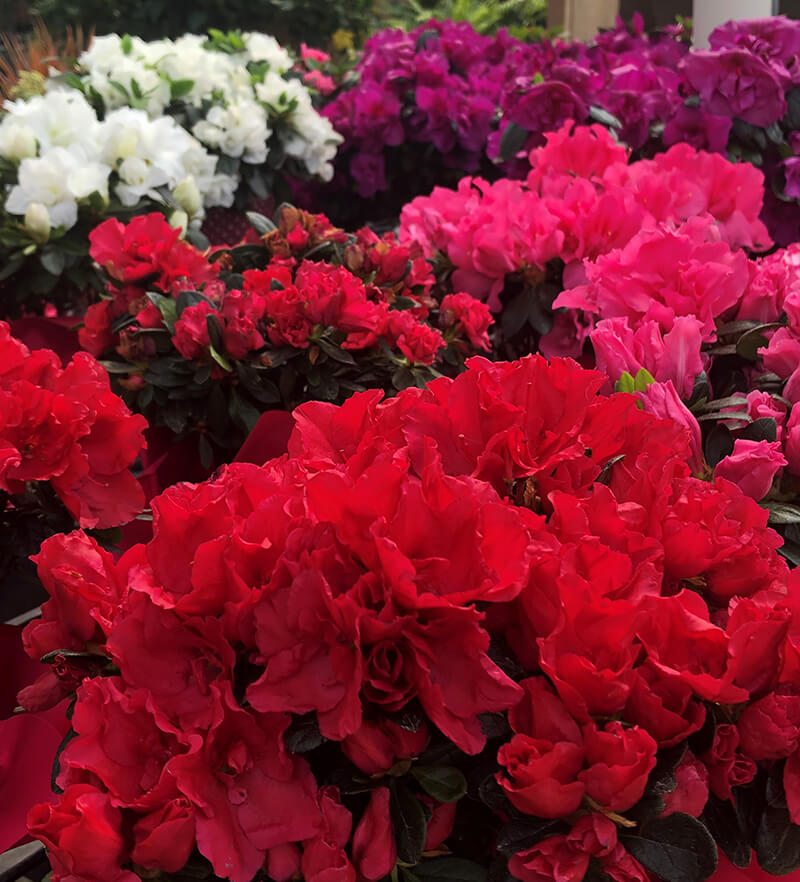 red pink purple white azaleas