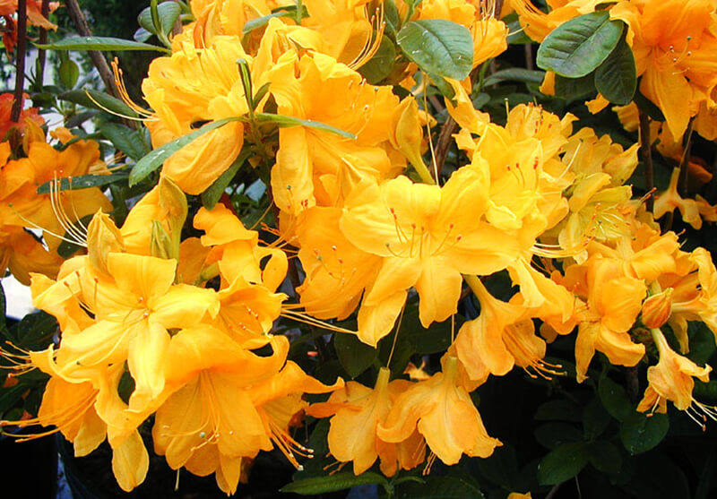 Yellow Azalea