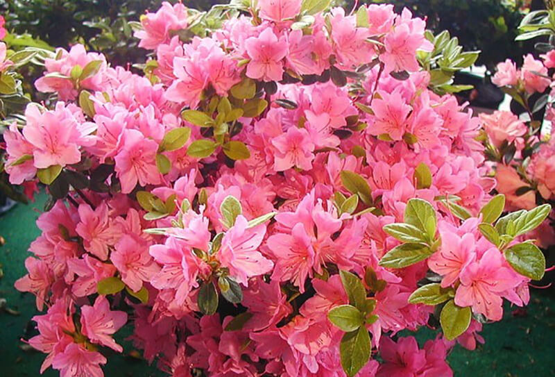 Pink Azalea