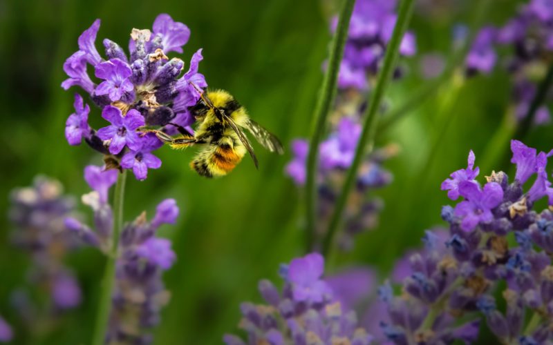 close-up of a bee pollinating a patch of purple flowers