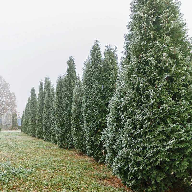 privacy screening plants