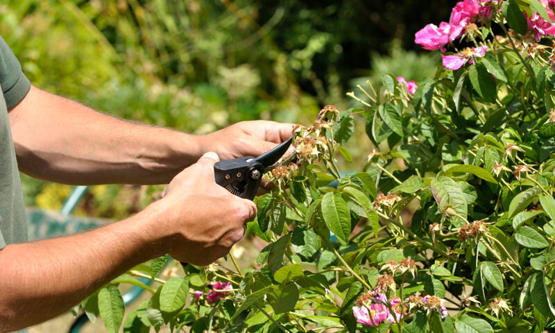 a man pruning a flowering tree