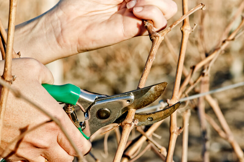 pruning