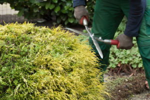 clippers pruning a shrub