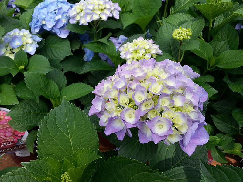 Multi Hydrangeas