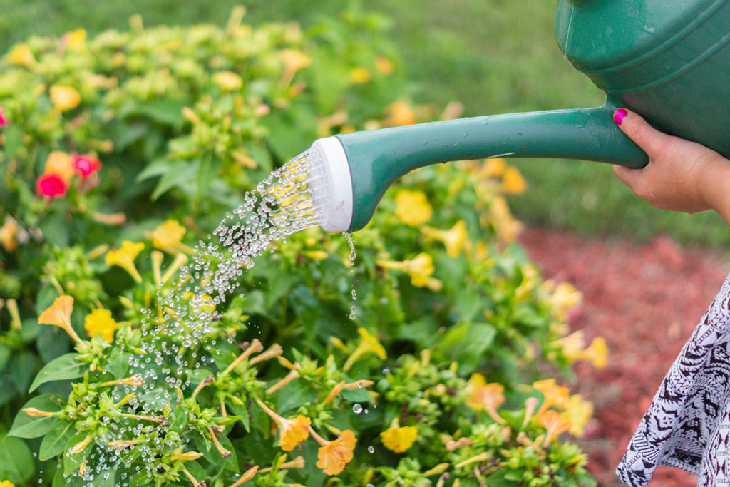 woman watering flowers with watering can