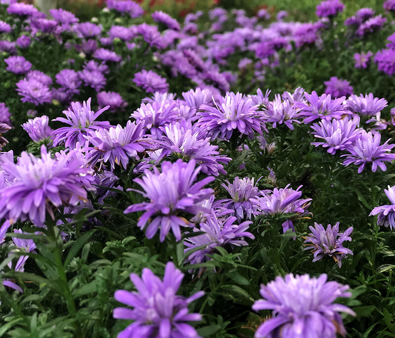 asters