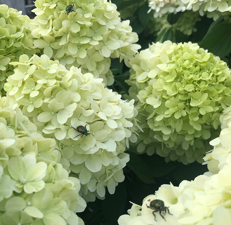 Japanese Beetles on Hydrangea