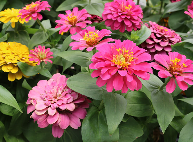 zinnias