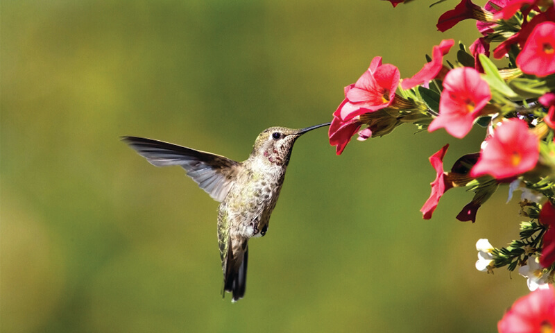 Hummingbird