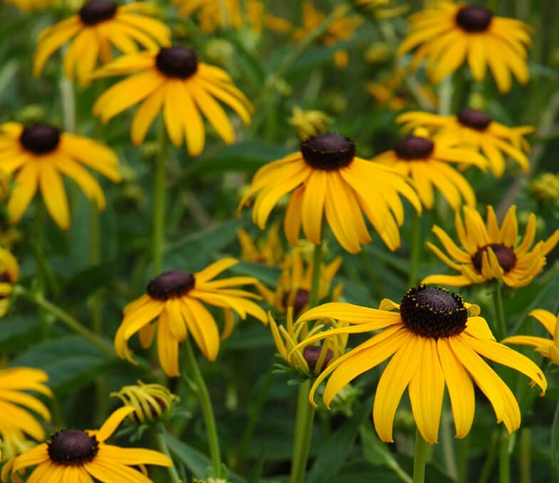 Garden Spotlight: American Gold Rush Rudbeckia