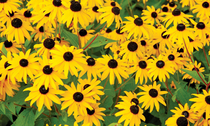 American Gold Rush Rudbeckia