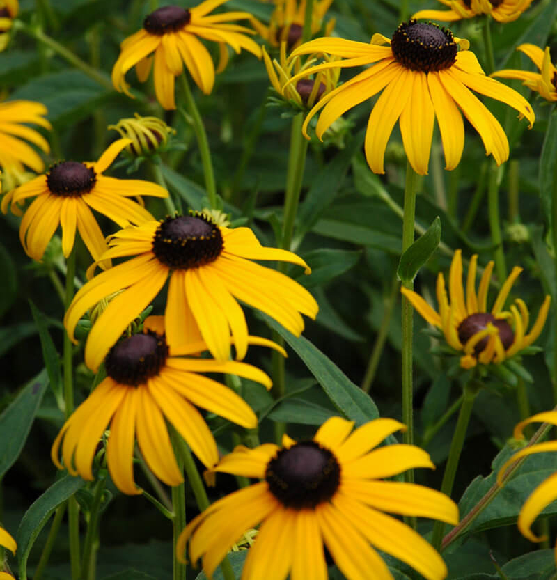 Garden Spotlight: American Gold Rush Rudbeckia