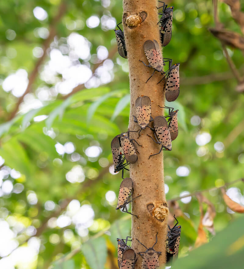 lanternfly on trees