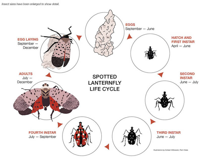 SLF Life Cycle