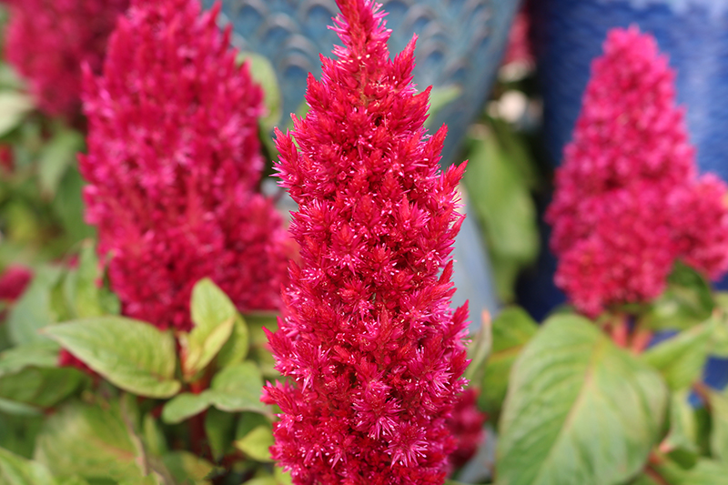 red celosia