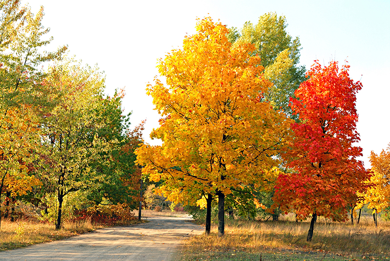 maple trees