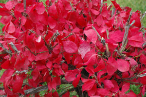 brilliant red leaves of Burning Bush