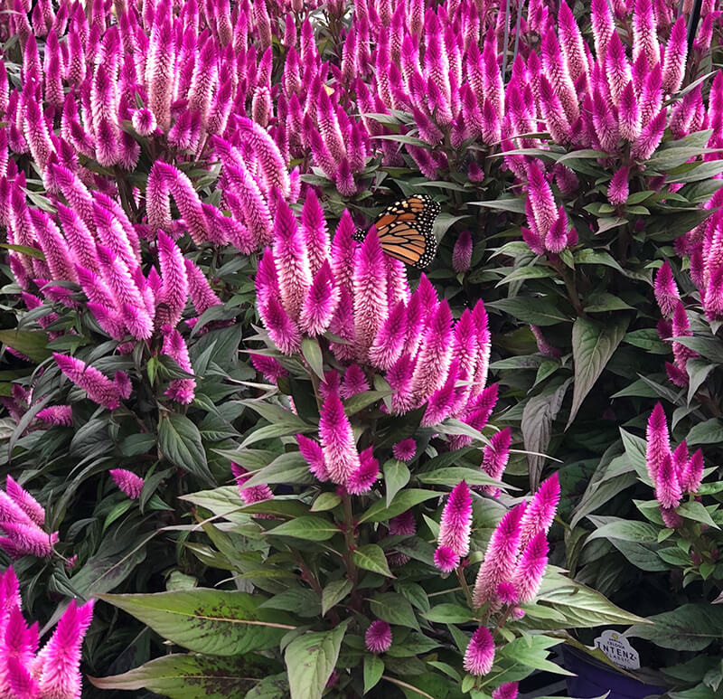 butterfly on intenz celosia