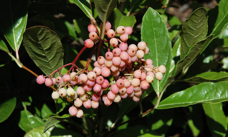 brandywine viburnum