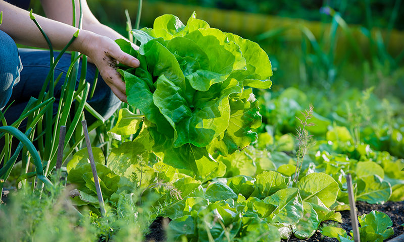 Lettuce Picking