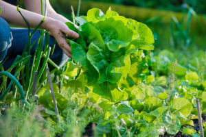 Lettuce Picking