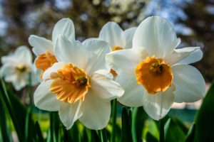 group of white daffodils