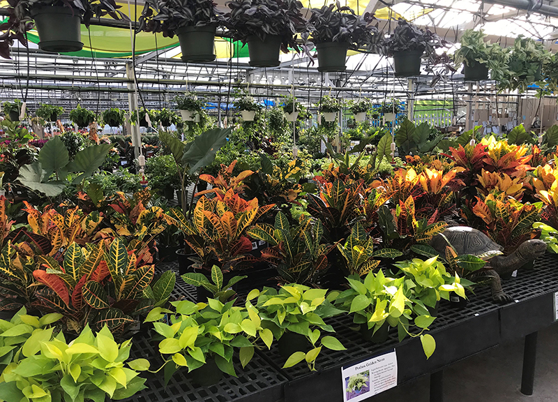 houseplants in greenhouse