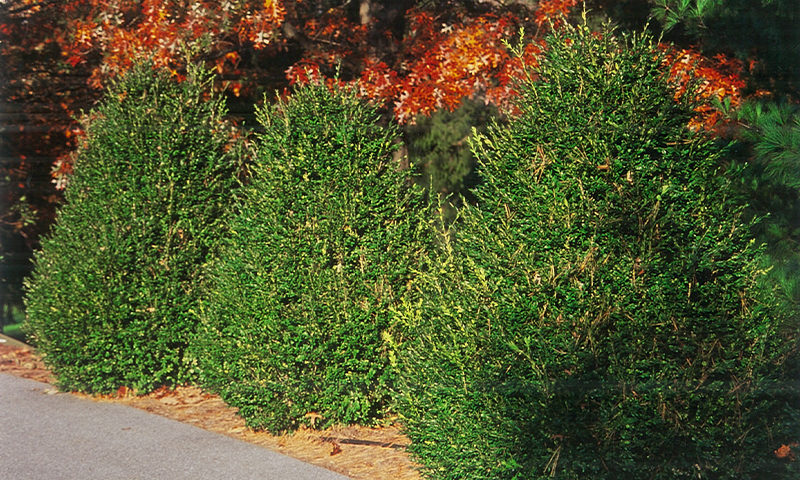 Boxwood