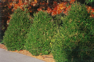 Boxwood