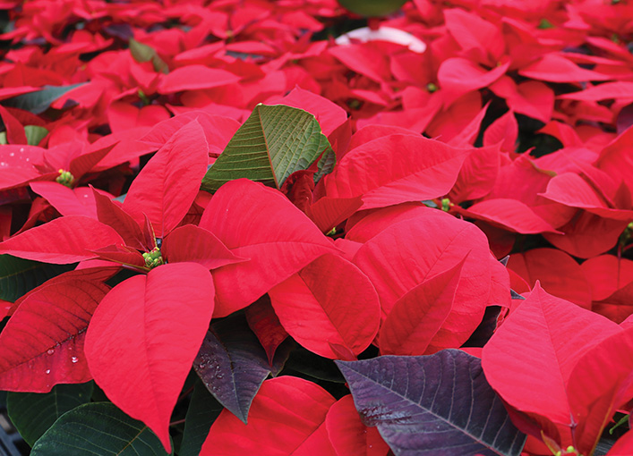 red poinsettias