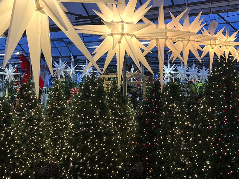 Moravian Stars over Christmas Trees