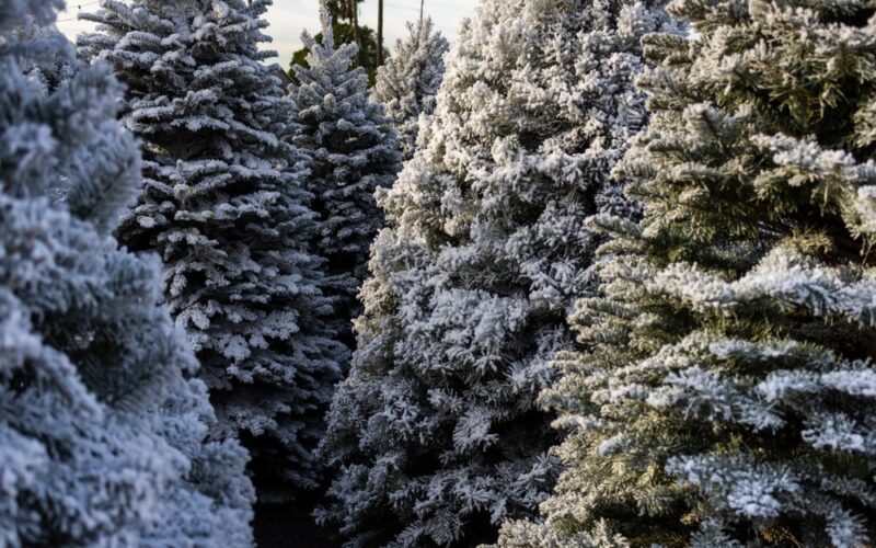 Several trees covered in snow in a tree lot.