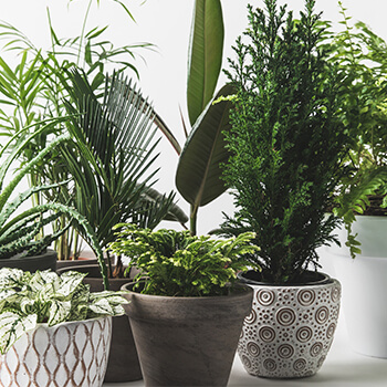 houseplants in a line